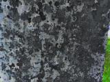 image of grave number 972840